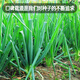 Fengming Yashi single-rooted shallot seeds field planting four-season balcony seeds potted single-rooted delicate shallot seeds 10g