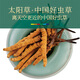 Crystal grass Cordyceps sinensis 3-4 roots/g100g about 330 high-quality Cordyceps high-end tonics selected gifts