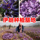 藏迪康藏红花伊朗特级正宗西红花番红花泡水喝3g5g礼盒装 伊朗特级红钻牌原装整瓶100克