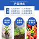 28 epibrassinolide plant growth regulator wheat, soybean, vegetable and fruit tree promoting differentiation, rooting and seedling strengthening agent 100ml