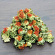 北京同仁堂西藏藏红花正品红花果泡水特级红花茶红花头茶整朵500克(一斤)