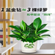 Amazing 18 kinds of spider plants for you to choose Phnom Penh Chlorophytum Various potted flowers Living room hanging tabletop plants purify the air Gold diamond with pot