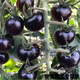 Chunzhiyun Black Crystal Special Tomato Seeds grow well and are transportable Black Tomato Small Tomato Cherry Tomato Vegetable Seeds Black Crystal 20 capsules