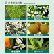 Guoguang Dingyue 3% gibberellin 920 citrus grape fruit germination and fruit preservation to improve fruit setting gibberellic acid growth adjustment 50ml*10 bottles