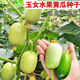 Jade Girl Fruit Cucumber Seeds Mini Small Cucumber Seeds Eat Raw Crisp and Sweet Without Residues for Spring and Autumn Planting Balcony Pot Seeds - Mouthful Juice Jade Girl Cucumber Seeds Pack of About 5 Original New Products - New Seeds 1 Bag (50 Tablets) Song Fertilizer