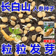 Changbai Mountain ginseng seeds, wild ginseng seeds, easy to grow Chinese medicinal materials in all seasons, easy to live indoor flower pots, ginseng seeds, shipped without buds, selected 1 small bag, about 20 capsules