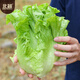 Beishu lettuce seed seedlings for all seasons, heat-resistant and bolting-resistant rapeseed seeds, about 5,000 pieces of Sucui No. 1 lettuce seeds