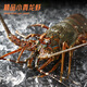 Domestic seafood gift box big gift box Dongxingban Qingqing lobster abalone gift box Dragon Boat Festival gift box 688 gift box [Lobster abalone pompho gift box]