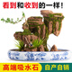 SMVP boutique indoor natural water-absorbing stone landscaping, water stone ornaments, landscape bonsai, flowing water, rockery micro landscape, fishing alone in the Hanjiang River (complete set)