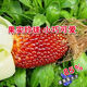 Strawberry, fruit, corn seeds, pineapple, corn seeds, whole season planting of ornamental vegetables in the field, wholesale of corn seeds, strawberry corn seeds 20g, packed