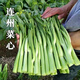 多枝多芽菜心种多子多福甜菜心种广东菜芯菜苔籽蔬菜种春秋四季 精选3888粒成活率98%好吃 超高发芽率【超多枝芽】多籽多福