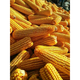 GJXBP early-maturing Zhengdan 958 hybrid field corn seeds, seed feed, fruit corn seeds, Guangdong Xiannuo No. 6/one mouthful of juice/100g national