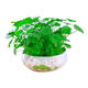 Yixuan copper money grass hydroponic potted indoor and outdoor flowers money grass green plants absorbing green plants flower plants 1 pot 100 stems with leaves shipped without pots