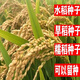 旱稻种子糯稻水稻种子南粳9108郑旱10号珍珠香米常规可以留谷种籽 [水稻种子]金香玉686一斤