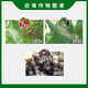 Sumitomo Sumico Japan Sumitomo 43% procymidone cucumber grape tomato tomato gray mold pesticide fungicide 100g