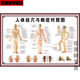 Miaopule human body acupoints high-definition illustrations complete traditional Chinese medicine health care human body meridian acupoints chart large wall chart whole body high-definition acupuncture points 017 human muscle and bone diagram pp glue can be peeled off and can be pasted 50x70 cm = 28 inches