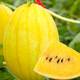 Shouhe Rock Sugar Kirin Watermelon Seed Seedlings Fruit Watermelon Seeds Southern Golden Beauty Yellow Skin Yellow Flesh Watermelon Seeds 100 capsules