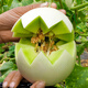 Anselmi jade mushroom ice cream melon seed seedlings Hainan honeydew melon summer and autumn Xinyugu melon seeds 30 capsules