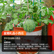 Farmer's Son Rock Sugar Kirin Watermelon Seed 8424 Seedlings Watermelon Seeds Southern Seeds Fruit Hanging Melon Home Planting Hand Treasure Potted Small Watermelon Seeds 20 capsules
