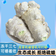 Peking tongrentang authentic yunnan gefriergetrockneter panax Notoginseng Yunnan Wenshan Spezialqualität Wild 500 g Feld 720 Köpfe 37 Pulver 20 Köpfe 9 Jahre gefriergetrocknet 500 g 25 Super groß
