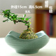 Peach and plum family's non-porous moss balls special flower pot water pipe utensils copper coin grass daffodil fern micro landscape ceramic porch ornaments TX large flat mouth JW1098 black sand pattern ceramic medium