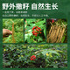 Frischer Ginseng, Changbai Mountain, Nordostchina, frischer Ginseng mit Erde, Rensan -Suppe, in Wasser getränkt und in Wein getränkt. Fresh Ginseng 100G (2-4 Packungen)