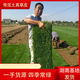 Hunan base turf lawn with soil real grass four-season green turf Manila grass villa courtyard grass dwarf Manila finished turf 0.5 square meters now less than 10cm