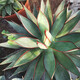 Qiuying agave tequila 22-22 cm