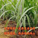 Jingyu Guangxi sugarcane seedlings thin-skinned red-skinned sugarcane seedlings 20 pieces of sugarcane wholesale whole package live fresh seeds selected 5 Guangxi black-skinned sugarcane seedlings middle section