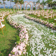 Apolli propone rosa pétalos simulados flores rociadas a mano Cama de cumpleaños romántico Decoración de bodas de boda rosa claro