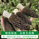 Chu Shi Yanxuan Fresh Morel Fresh Mushrooms Yunnan Specialty Mountain Delicita de estacionales Fresos frescos Fungus Caja de regalo Moreles de vegetales Fresh Morels 880 g (caja de regalo asequible)