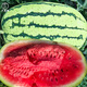 Dayu Xinong No. 8 Watermelon Seed Extra Large Watermelon Seed Selenium Sand Melon is suitable for early maturing fruit seeds in the north and south Xinong No. 8 Watermelon Seed Extra Large 40 capsules