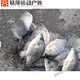 Pesca en Shantou Lin Village, Versión de actualización de gancho de explosión de agua de agua de la explosión de la explosión de la explosión de la explosión del gancho de la neta del gancho de la bandeja de pescado.