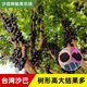Jiabao Fruit Seedlings Sabah Jiabao Fruit Seedlings Grape Fruit Seedlings with Soil and Leaves Dongguan 13-year-old store 7-year-old tree Sabah 6173 141cm (inclusive)-170cm (inclusive)