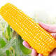 Jingxiansheng Northeastern Yellow Corn 260g*10 Cobs Vacuum Packaging Sticky Corn Sticky Corn Straight from the Source