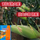 Yungui-Sichuan Zhongdan 808 Zhuangyu 808 high-yielding big stick hybrid corn seed high-yield Zhengda 999 disease and drought resistance Yungui-Sichuan National Approval Zhongdan 808 bag (2Jin Jin equals 0.5kg) in stock