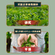 Tea-picking tea oolong tea Taiwan frozen oolong strong fragrance 250g bag 2025 new tea high mountain tea gift yourself