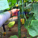 Cucumber seeds, all-female, shiny cucumber seeds with green flesh, imported from the Netherlands, disease-resistant and high-yielding, all-female cucumbers, Rongzun, original 1,000 capsules