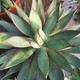 Qiuying agave tequila 22-22 cm