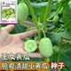 Jade Girl Fruit Cucumber Seeds Mini Small Cucumber Seeds Eat Raw Crisp and Sweet Without Residues for Spring and Autumn Planting Balcony Pot Seeds - Mouthful Juice Jade Girl Cucumber Seeds Pack of About 5 Original New Products - New Seeds 1 Bag (50 Tablets) Song Fertilizer