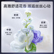 FINO Fennon [Same Model in Ding Yuxi] Translucent Beauty Liquid Shampoo 550ml Shampoo Shampoo Perm and Dye Care