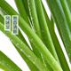100g green onions with dipping sauce
