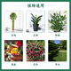 Cuttlefish plant nutrient solution universal 2500ml hydroponic green plant flower fertilizer money tree green radish concentrated liquid fertilizer