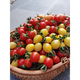 Imported sweet million sweet aperitif small cherry cherry tomato large tomato dwarf tomato seeds larvae seedlings balcony potted canary 20-30 pieces sweet and sour
