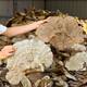 Changbaishan Ganoderma lucidum Slices Ganoderma lucidum Sporenpulver in Wein und Suppe eingeweicht, Nyingchi -Scheiben Changbaishan Ganoderma lucidum Slices [500 g]