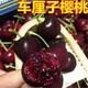 Cherry seeds cherry fruit seeds super sweet courtyard balcony potted cherry seeds cherries four seasons 30 cherries seeds