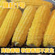 Kennian No. 1 waxy corn seeds, yellow waxy corn seeds, Northeastern farmers' sticky corn seeds, yellow sticky corn old varieties, Kennian No. 1 200g