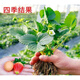 Jingyu Cream Big Strawberry Seedlings Potted Four-Season Strawberry Saplings Planted in the South and North will bear fruit in the same year. Cream Strawberry will bear fruit in four seasons. Cold-resistant and high-yielding seedlings. 12 ++pots+fertilizer.