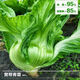 Sichuan Kuanbang green vegetable seeds, pickled pickles, sauerkraut, pickles, medium-ripe large-leaf autumn vegetable seeds, hot product impulse, Kuanbang green vegetable seeds, new this year, RNG9 original factory, 5 packs, about 5,000 grains