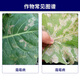Syngenta Wingselect 60% Pyraclostrobin Daisenlian Cucumber and Broccoli Downy Mildew Pesticide and Fungicide 1KG*1 Bag
